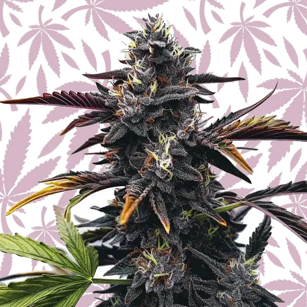 Narkosis cannabis strain plant