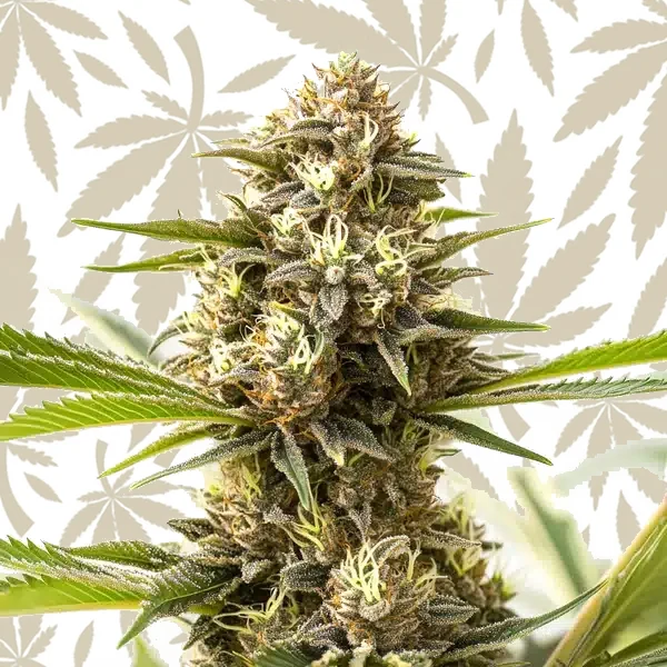 Nemesis cannabis strain plant