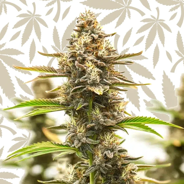 Neville Haze Auto cannabis strain plant