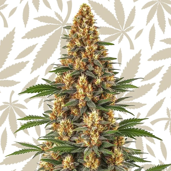 Neville’s Haze cannabis strain plant