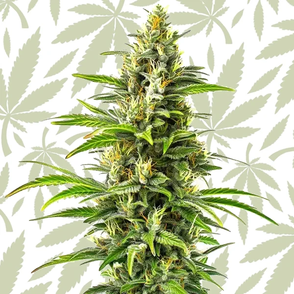 New York Diesel Auto cannabis strain plant