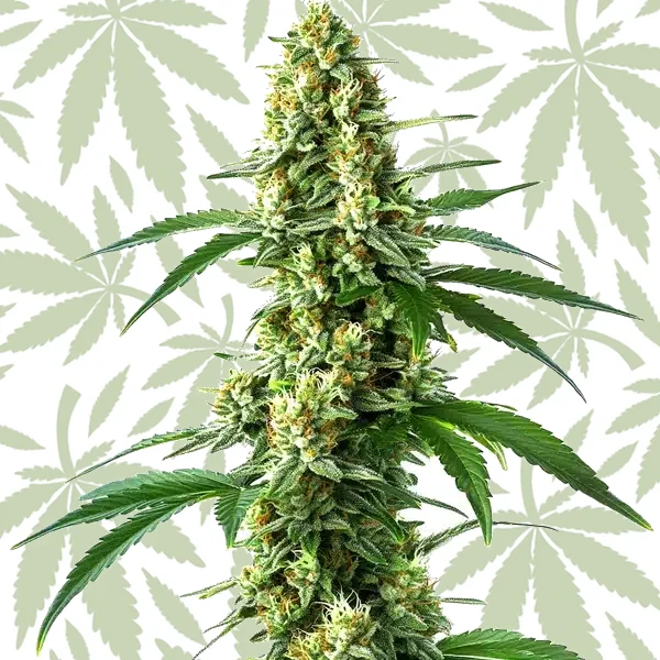 Nicole Kush cannabis strain plant