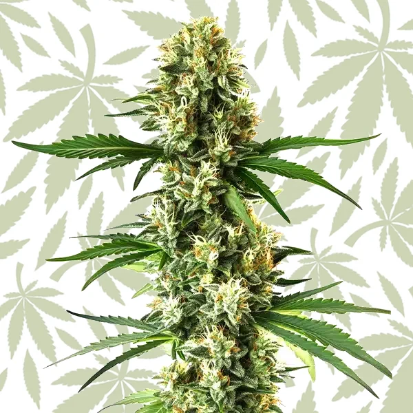 Nikki & Swami’s Lemon OG cannabis strain plant