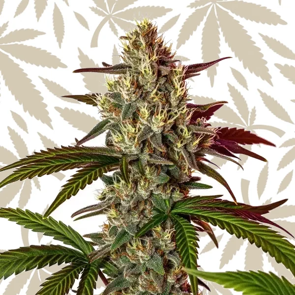 Nikki & Swami’s Maracuya cannabis strain plant