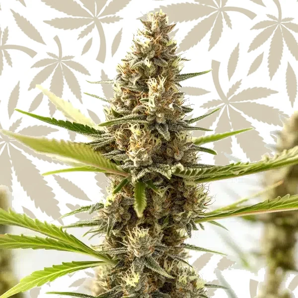 Nikki & Swami’s Taängie cannabis strain plant