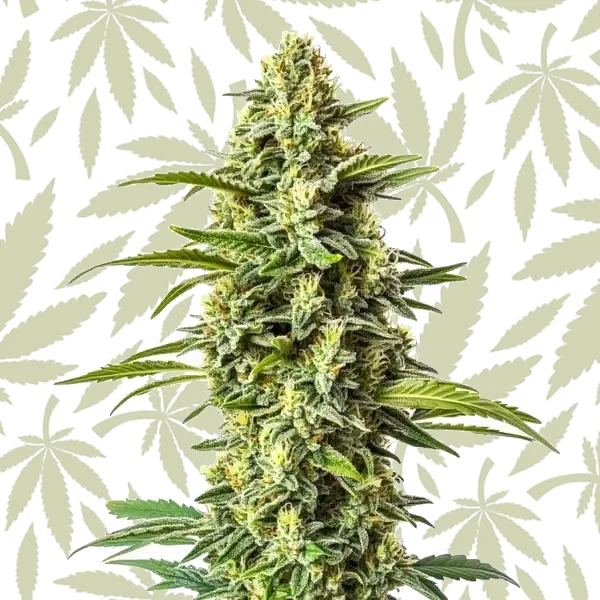 Northern Critical cannabis strain plant