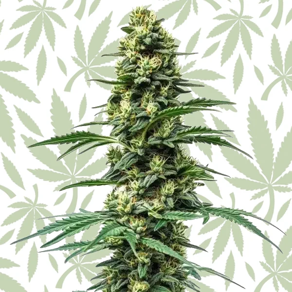 Northern Lights #10 x Amnesia Haze cannabis seed pack