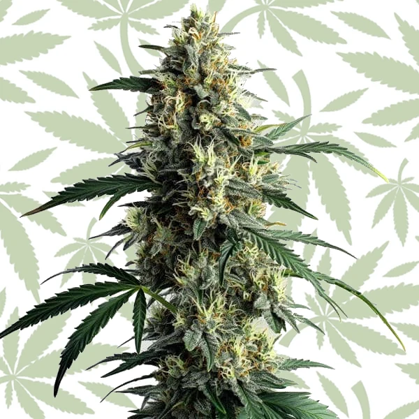 Northern Lights #10 cannabis strain plant