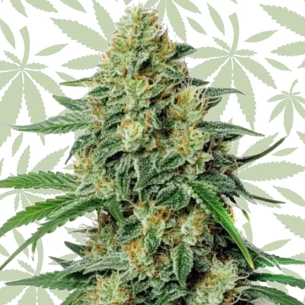 Northern Lights #5 x Amnesia Haze cannabis strain plant