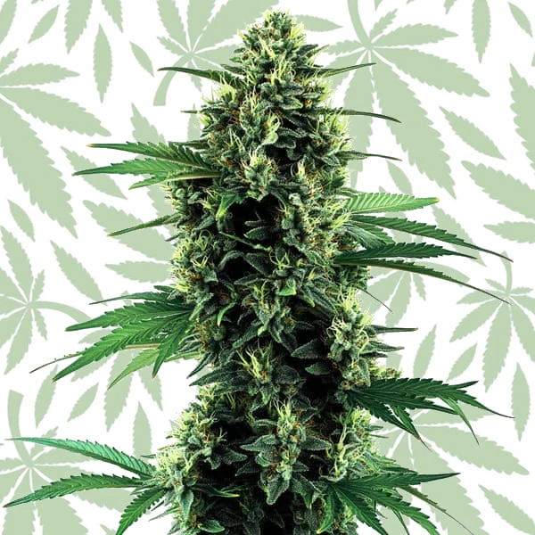 Northern Lights Autoflower cannabis strain plant