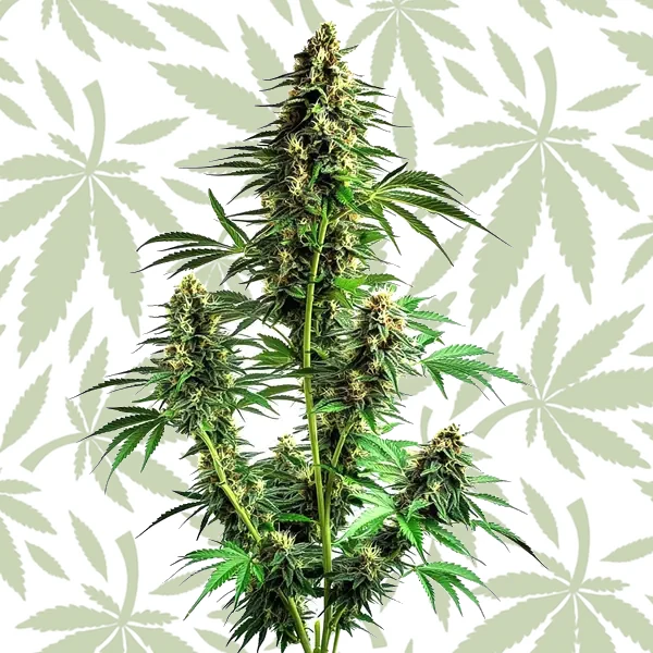 Northern Lights Autoflower F1 cannabis strain plant