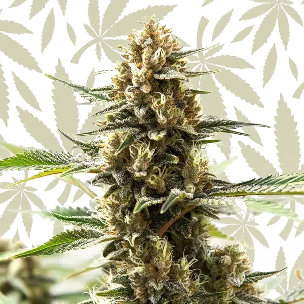 Northern Lights Kush Fast Version cannabis strain plant