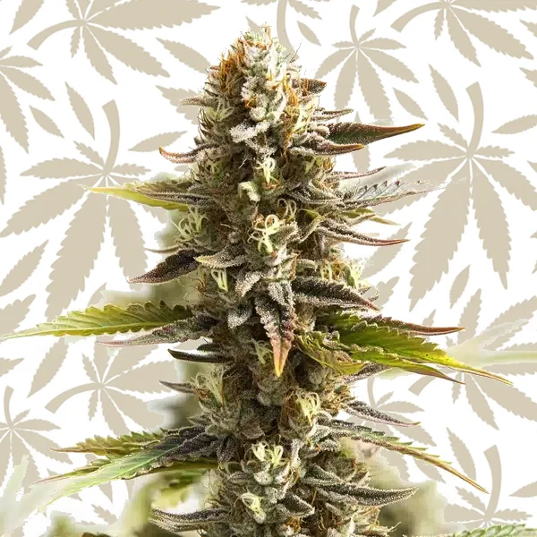 Northern Lights Mazar Auto cannabis seed pack
