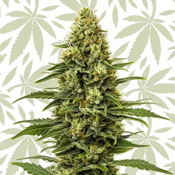 Northern Lights Regular cannabis strain plant