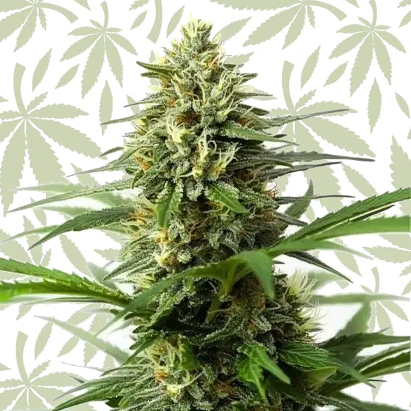 Northern Lights x Big Bud Auto cannabis strain plant