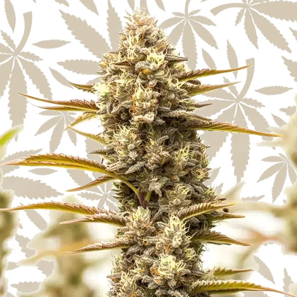 Northern Lights x Blueberry Auto cannabis strain plant