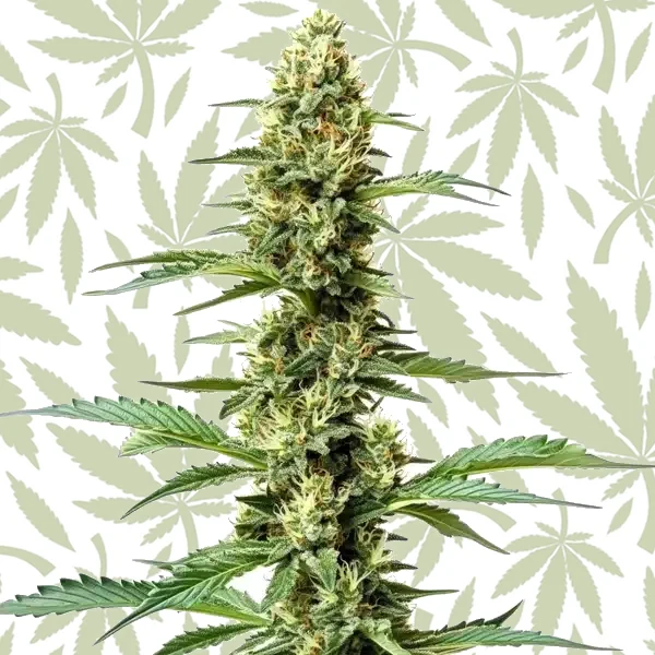 Northern Light x Chronic cannabis strain plant