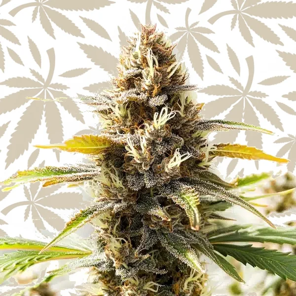 Northern Lights x Cinderella 99 cannabis seed pack