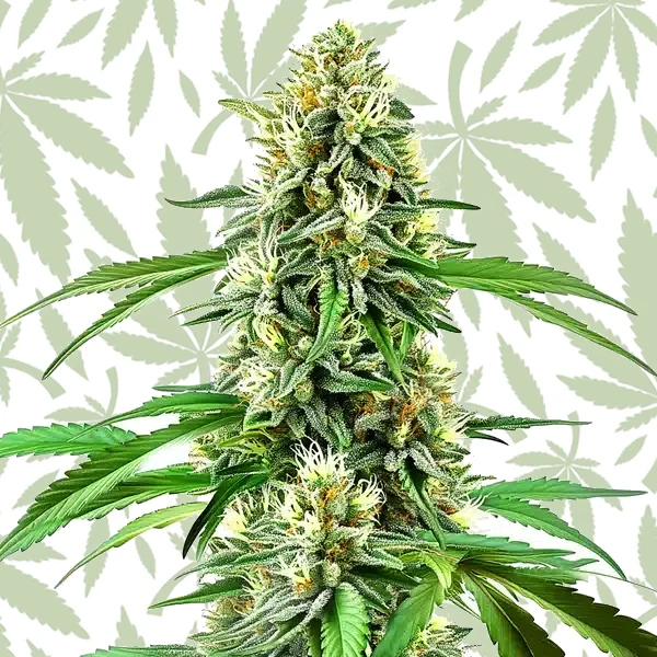 Northern Lights x Cream Auto cannabis strain plant