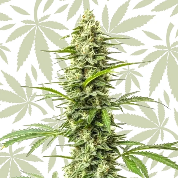 Northern Lights x Do-Si-Dos cannabis strain plant