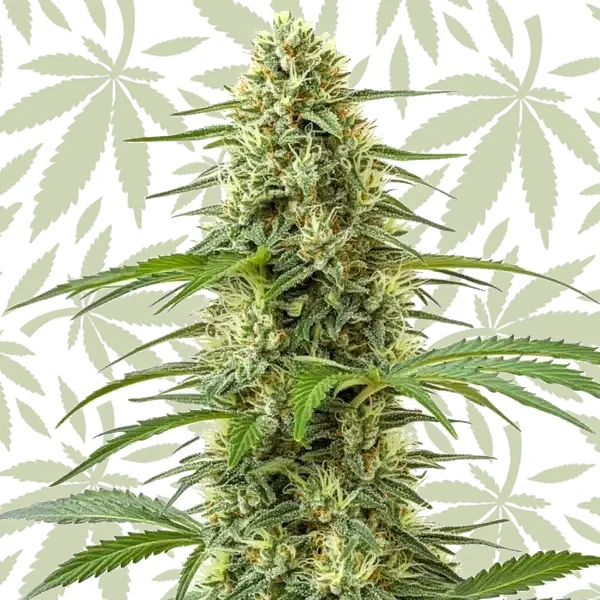 Northern Lights x Skunk cannabis strain plant