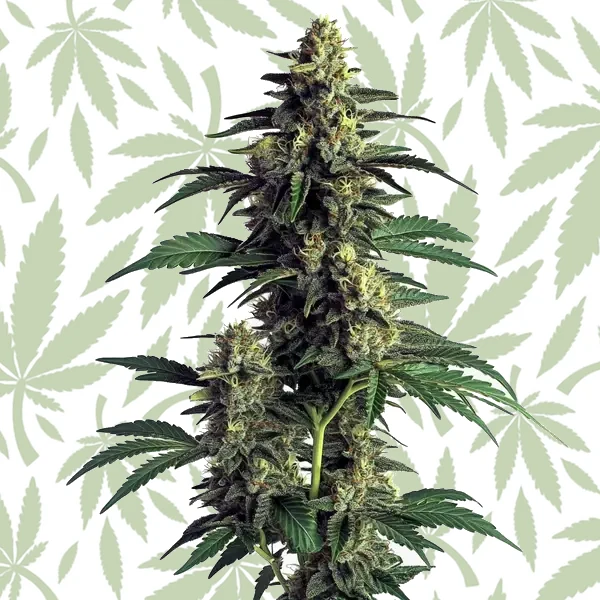 Northern Lights cannabis strain plant