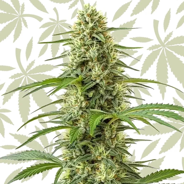 Northern Lights x Big Bud cannabis strain plant