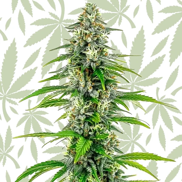 NYC Diesel Regular cannabis strain plant