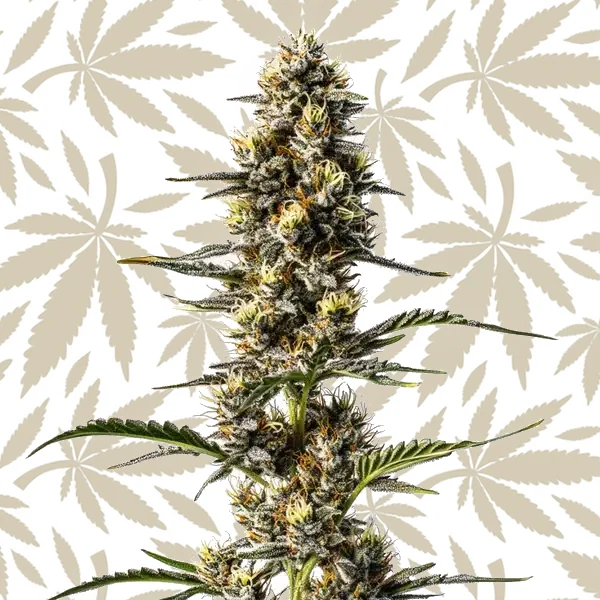 NYC Diesel cannabis strain plant
