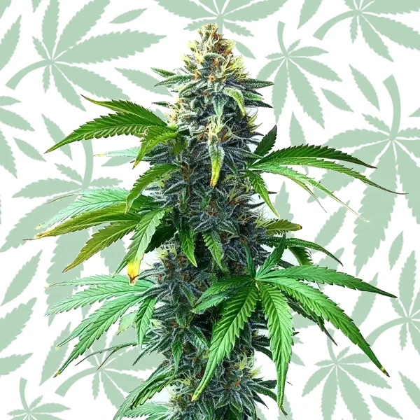 OG Kush F1 cannabis strain plant