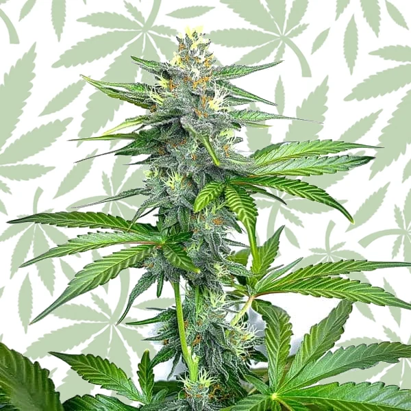 OG Kush Fast Version cannabis strain plant