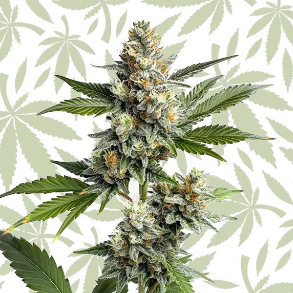 OG Kush Regular cannabis strain plant