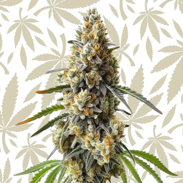 OG Kush x Diesel cannabis strain plant