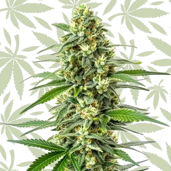 OG Kush x Mazar cannabis seed pack
