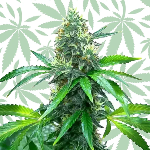 OG Kush cannabis strain plant