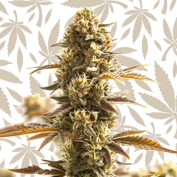 Orange Bud cannabis strain plant