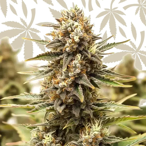Orange Cake cannabis strain plant