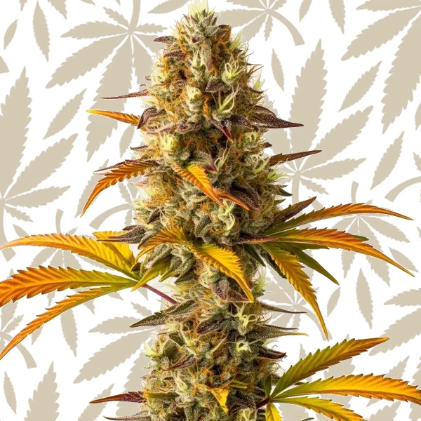 Orange Cookies cannabis strain plant