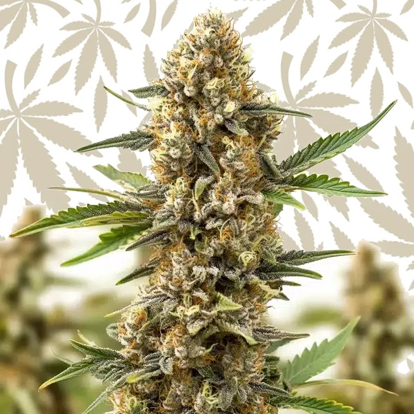 Orange Cream Auto cannabis strain plant