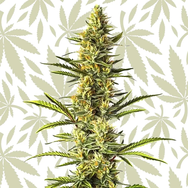 Orange Cream cannabis strain plant