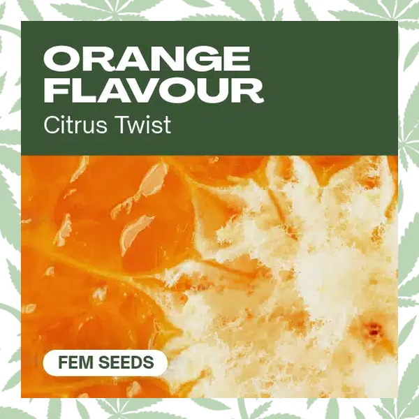 Orange Flavor cannabis strain plant