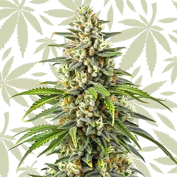 Orange Kush cannabis strain plant