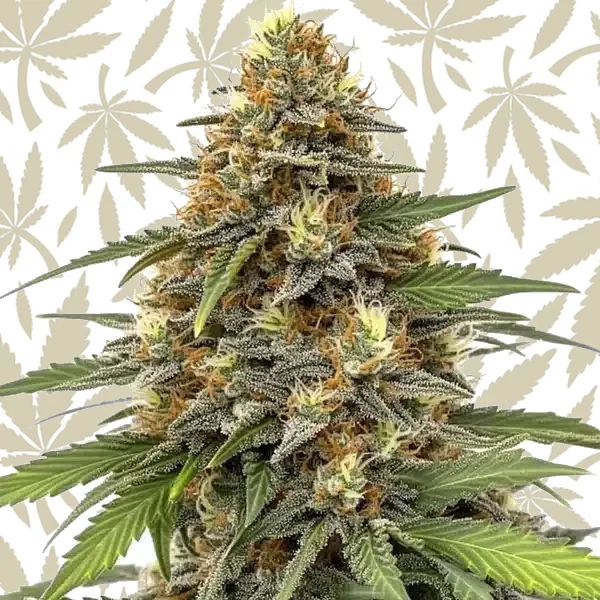 Orange Sherbet cannabis strain plant