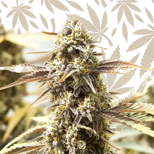 Orange Velvet x Cinderella 99 cannabis strain plant