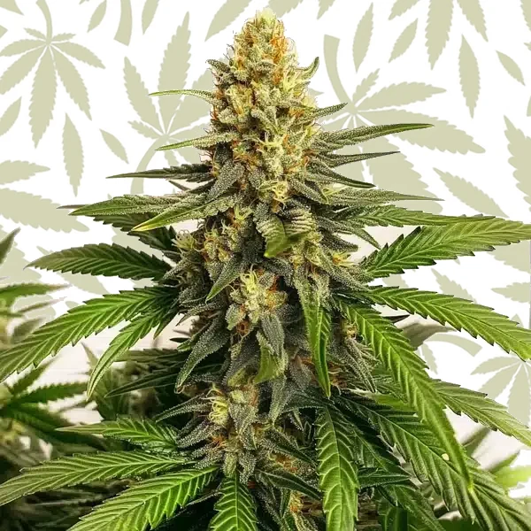 Orange Velvet x Cinderella 99 Regular cannabis strain plant