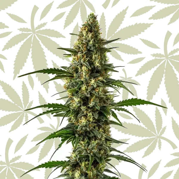 Orange x Skunk cannabis strain plant