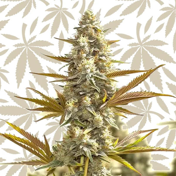 Oregon Peach cannabis strain plant