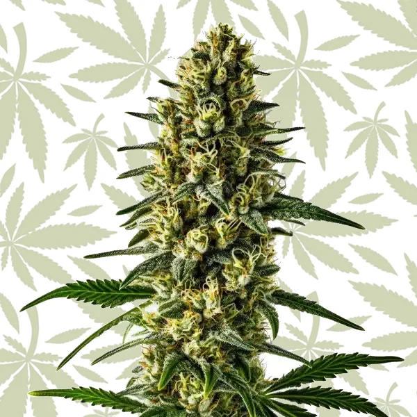 Oregon Underdawg cannabis strain plant