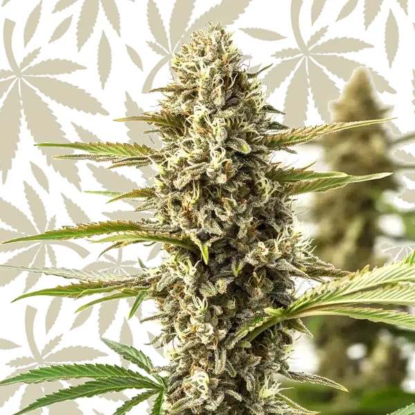 Orient Auto cannabis strain plant