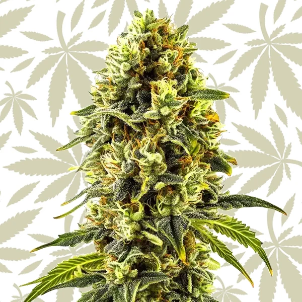 Original Cheese cannabis strain plant